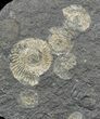 Dactylioceras Ammonite Cluster - Cyber Monday Deal! #52924-1
